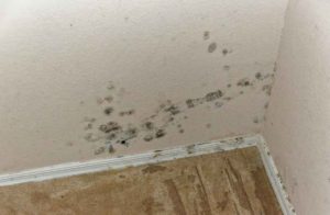 Get Rid of Mold